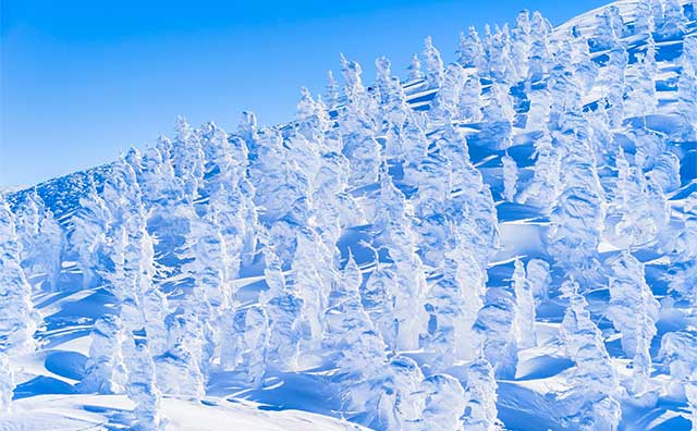 蔵王の樹氷