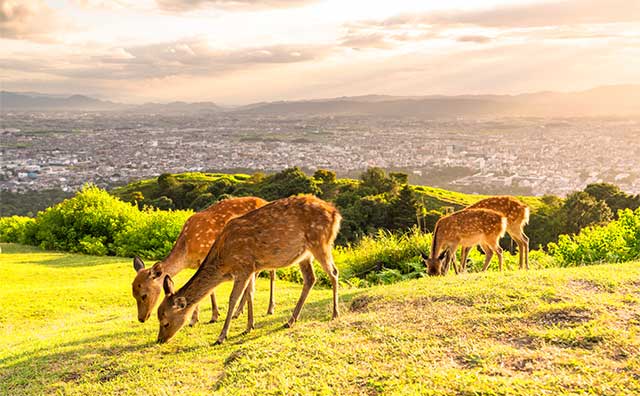 お寺以外も魅力満載な奈良県の観光スポット！インスタ映えスポットも紹介