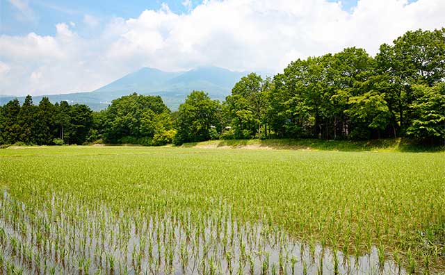 お米の学校　田んぼ