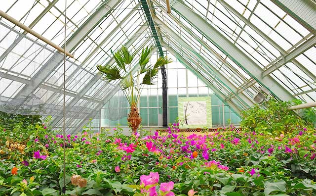 函館市熱帯植物園　温室
