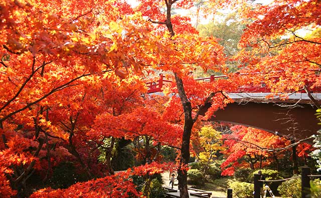 弥彦公園