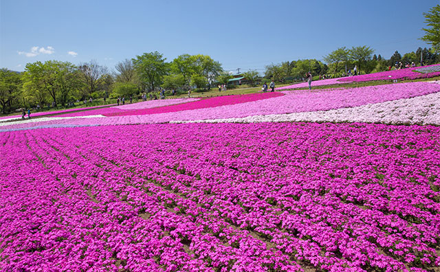 【関東周辺】ゴールデンウィークにおすすめの日帰り旅行スポット14選
