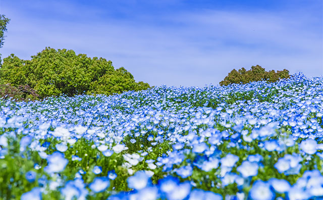 昭和記念公園