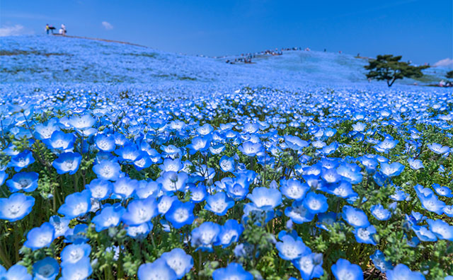 ひたち海浜公園