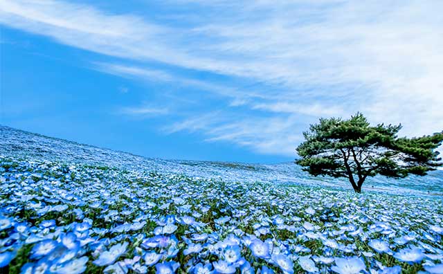 ゴールデンウィークに見頃を迎える花の名所12選【関東・関西エリア】