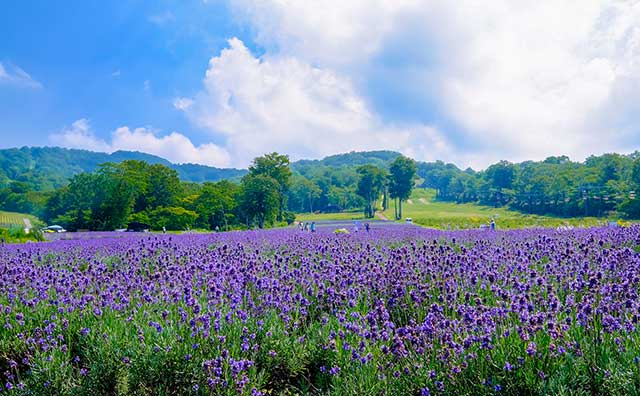 【関東】夏休みの旅行先に迷ったらここ！お出かけスポット14選