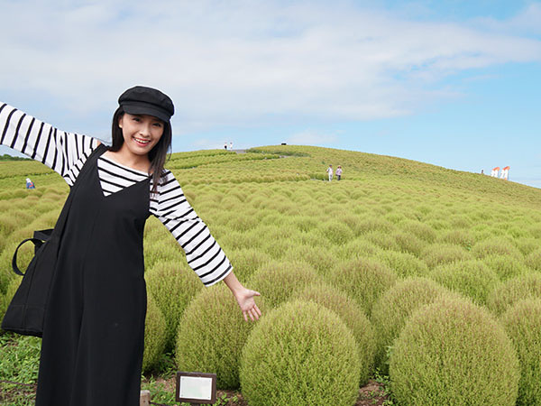 一面のコキアはインスタ映え抜群！国営ひたち海浜公園で絶景を撮影
