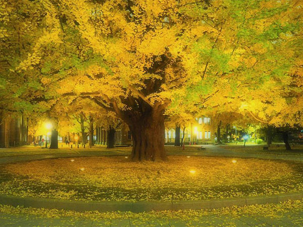 東京・紅葉狩りスポットの穴場5選。目白庭園、清水谷公園も