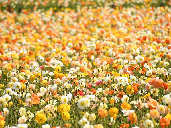 花見は桜だけじゃない！ネモフィラに藤につつじなど、春に見に行きたい花畑5選