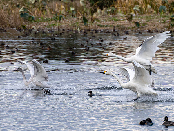白鳥の飛来地・新潟・瓢湖へ。期間限定の絶景を楽しむ旅