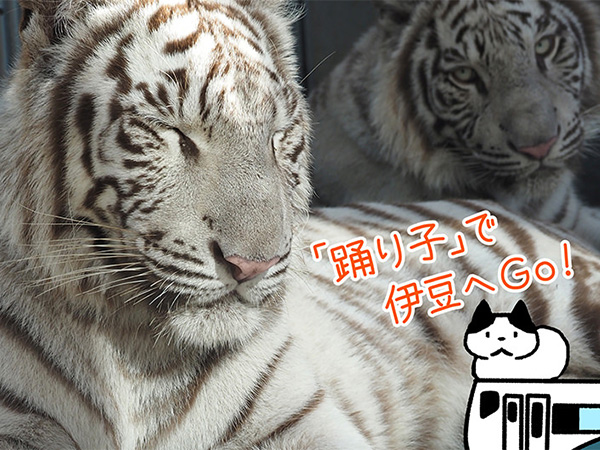 動物との距離が近い！伊豆アニマルキングダムへ。温泉と海の幸も堪能