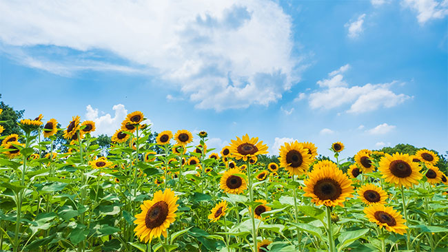 夏休み旅行 2025